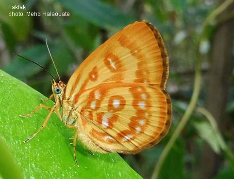 Papua Insects Foundation (Lepidoptera/Callidulidae thumbnails)